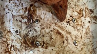 steffy moreno onlyfans reddit