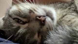 83 Louisakhovanski leaked nudes onlyfans