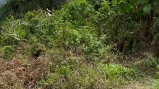 daniela antury torrent