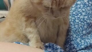 145 anaimiya video sex