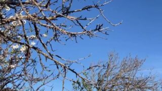 HEDONISTIC nude demirose