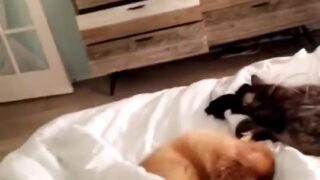 Sophie Dee Pornstar Movies