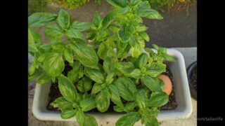 Elfgirltalia Facial Leaks Online