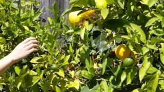 elfgirltalia leaked nude