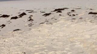 taviathevix Foursome Action Clips