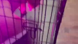 Waifumiia dirty blowjob tapes on camera