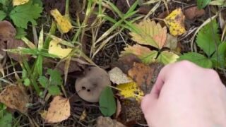 Lillywuxo explicit solo toy play leaked