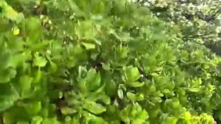 Aubrey Black full HD porn video collection