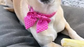 Public sex adventure with Sophialeone in broad daylight