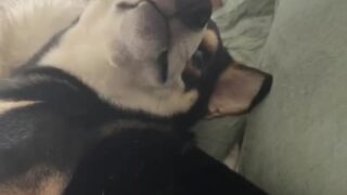 Demisutra nude creampie video leaked