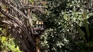 Baddiemaddy full sextape leaked download