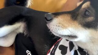 Demisutra porn videos download HD online