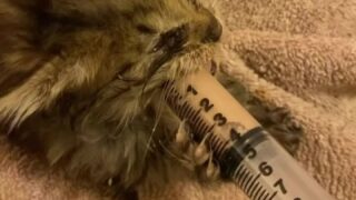 Lauralux solo porn videos download