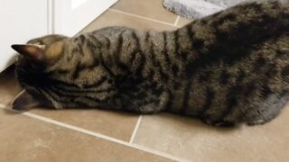 Embersnow intimate premium videos leaked now