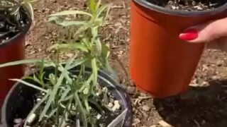 Adrianachechik seductive premium leak streaming now