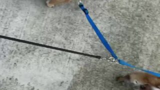 Caryn Beaumont hot pussy gifs