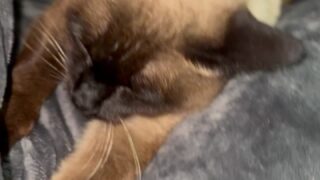 Lustful Mewslut big tits moments viral