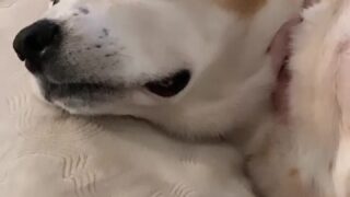 Full premium content of Shyla Jennings leaked HD