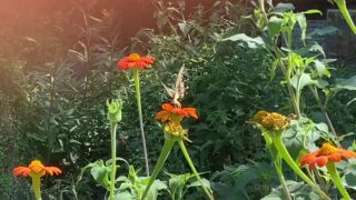 Shyla Jennings leaked pussy photos