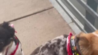 Courtney Tailor pussy moments leaked now