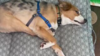 Courtney Tailor sexy private show revealed