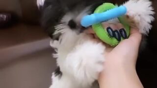 Sloppy blowjob Rosaverte making a wet mess