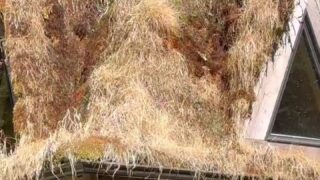 nude oil tits Sara Underwood squirt ride