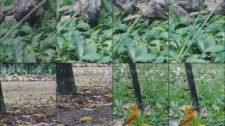 elenacruz4u Wet Pussy Closeup Dripping & Clit Rub Compilation